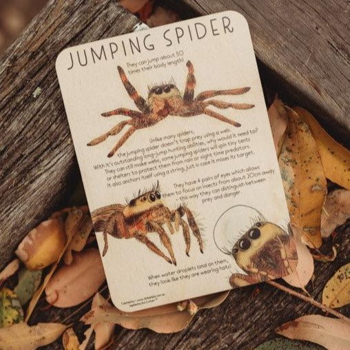 US stockist of Timber Kid's Jumping Spider fun fact timber tile and coloring in postcard.